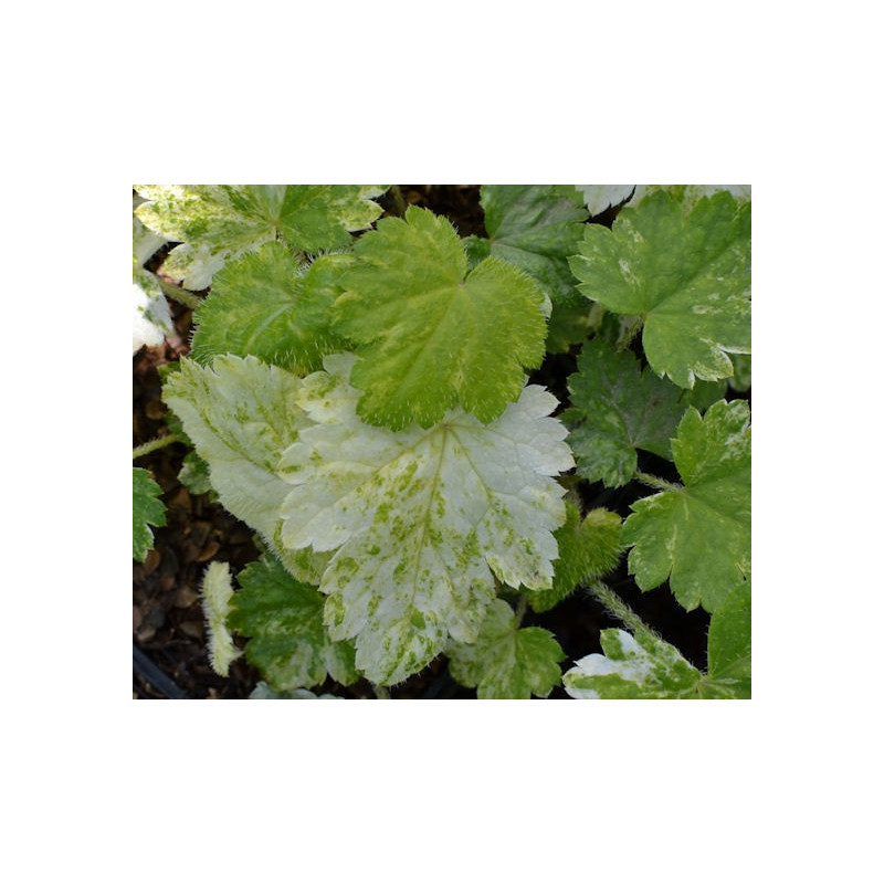 MITELLA japonica 'Variegata'