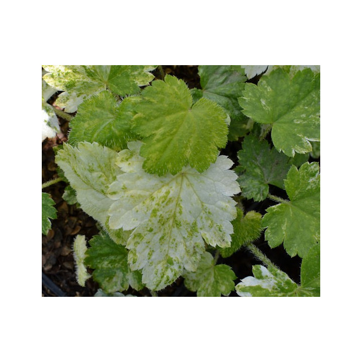 MITELLA japonica 'Variegata'