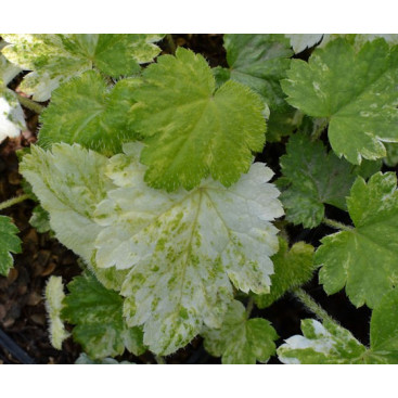 MITELLA japonica \'Variegata\'