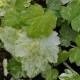 MITELLA japonica 'Variegata'