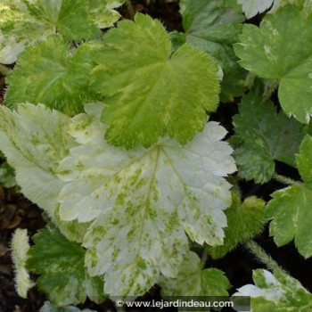 MITELLA japonica &#039;Variegata&#039;