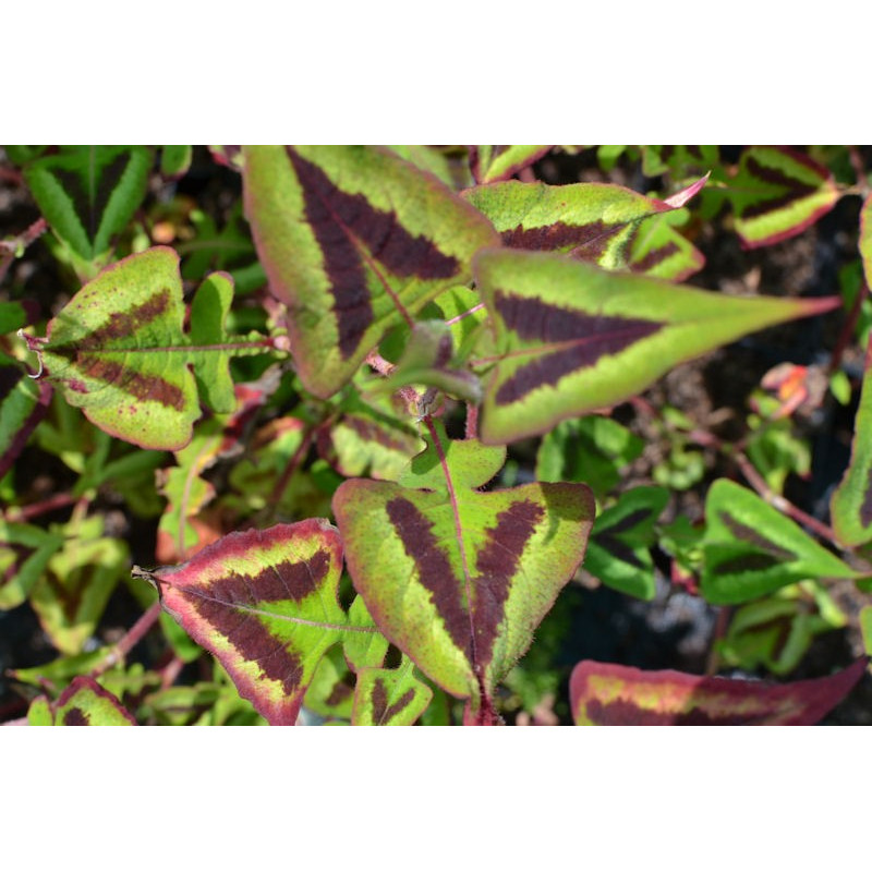 PERSICARIA microcephala 'Purple Fantasy'
