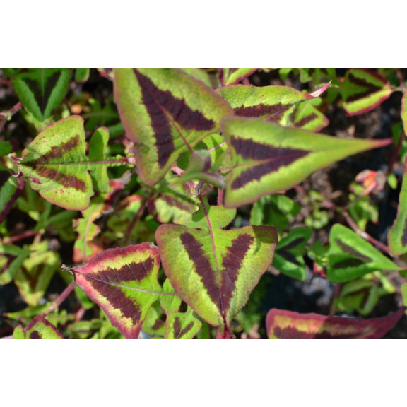 PERSICARIA microcephala 'Purple Fantasy'