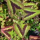 Persicaria microcephala 'Purple Fantasy'