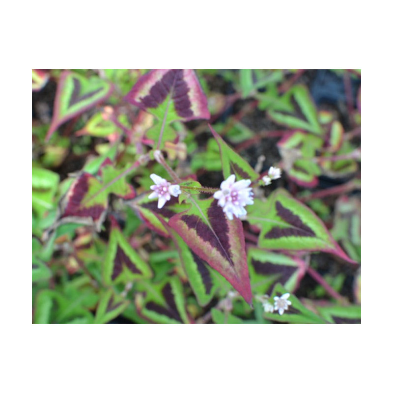 PERSICARIA microcephala 'Purple Fantasy'