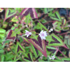 PERSICARIA microcephala 'Purple Fantasy'