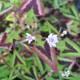 PERSICARIA microcephala 'Purple Fantasy'