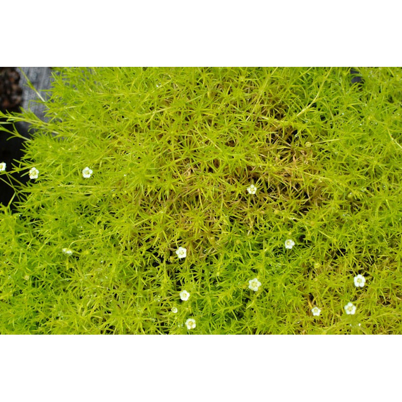 SAGINA subulata 'Aurea'