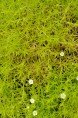 SAGINA subulata 'Aurea'