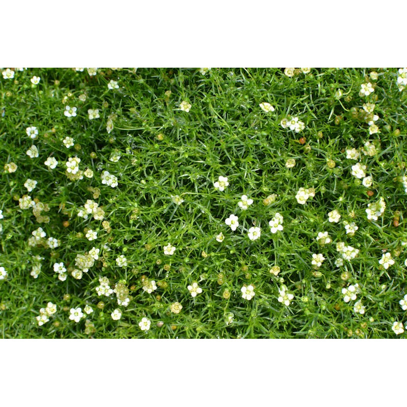 SAGINA subulata SAGINA subulata