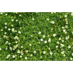 SAGINA subulata SAGINA subulata