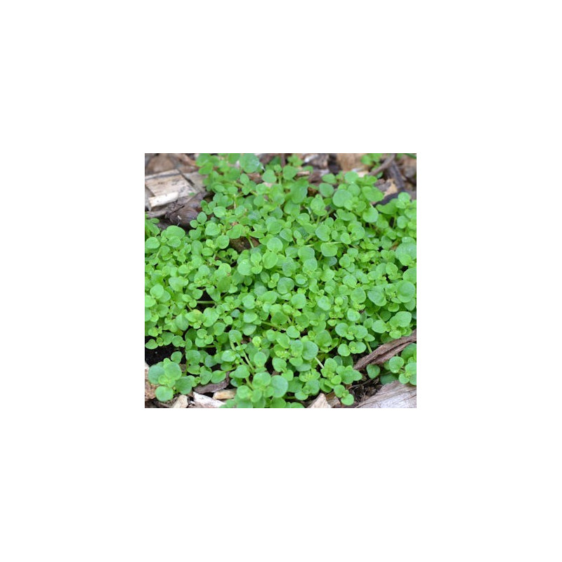 SOLEIROLIA soleirolii