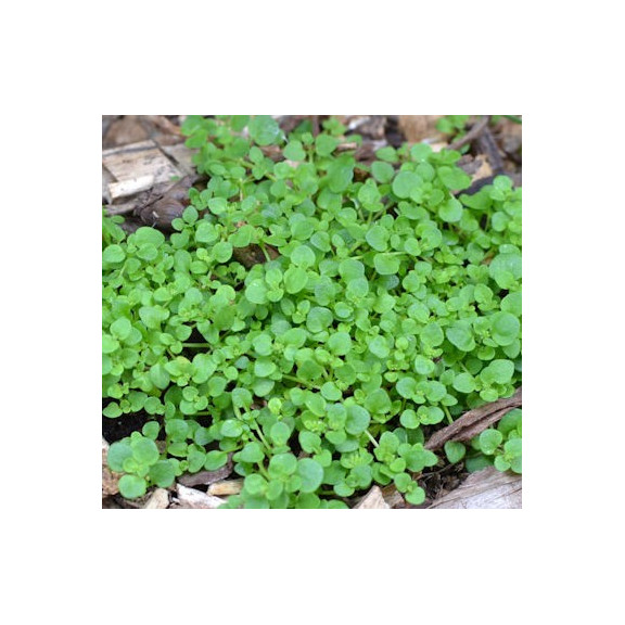 SOLEIROLIA soleirolii