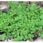 SOLEIROLIA soleirolii