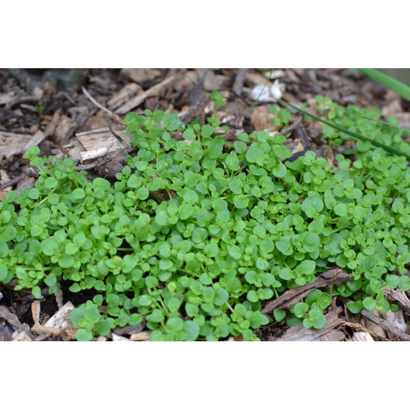 SOLEIROLIA soleirolii