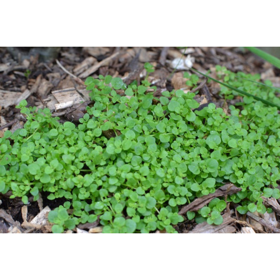 SOLEIROLIA soleirolii