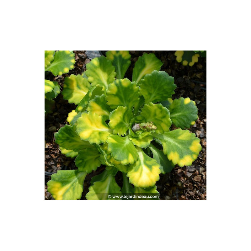 SAXIFRAGA x urbium 'Aureopunctata'