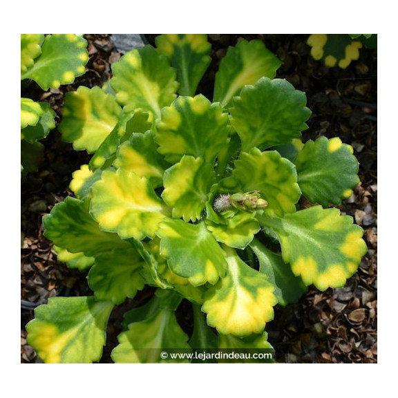 SAXIFRAGA x urbium 'Aureopunctata'