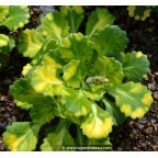 SAXIFRAGA x urbium 'Aureopunctata'