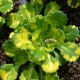 SAXIFRAGA x urbium 'Aureopunctata'