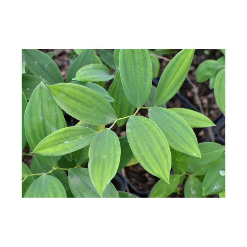 UVULARIA grandiflora