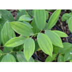 UVULARIA grandiflora