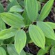 UVULARIA grandiflora