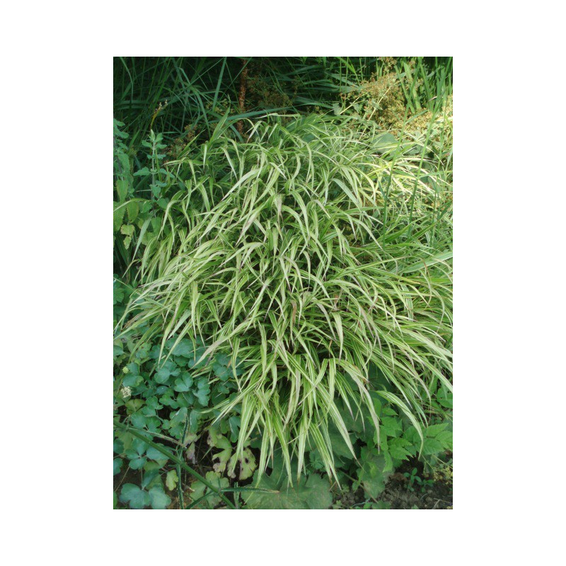 HAKONECHLOA macra 'Albostriata', herbe du Japon panach&eacute;e - Le Jardin d'eau