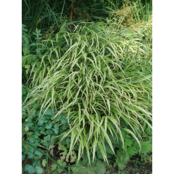HAKONECHLOA macra 'Albostriata', herbe du Japon panach&eacute;e - Le Jardin d'eau