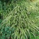 HAKONECHLOA macra 'Albostriata'