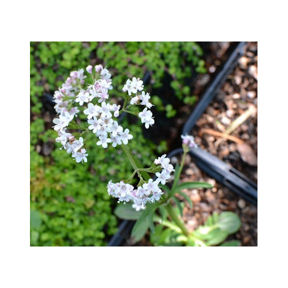 Valeriana dioica
