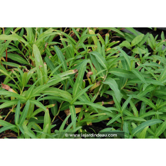 PERSICARIA amphibia