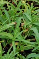 PERSICARIA amphibia