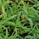 PERSICARIA amphibia