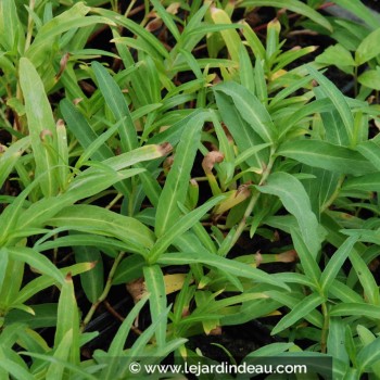 PERSICARIA amphibia