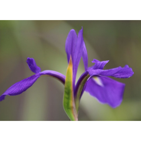 IRIS laevigata