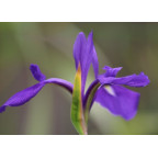 IRIS laevigata
