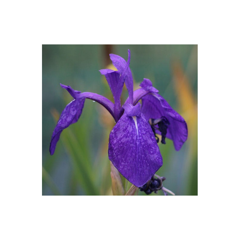 IRIS laevigata