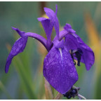 IRIS laevigata