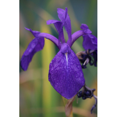 IRIS laevigata