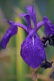 IRIS laevigata