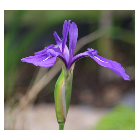 IRIS laevigata
