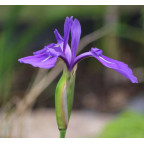 IRIS laevigata