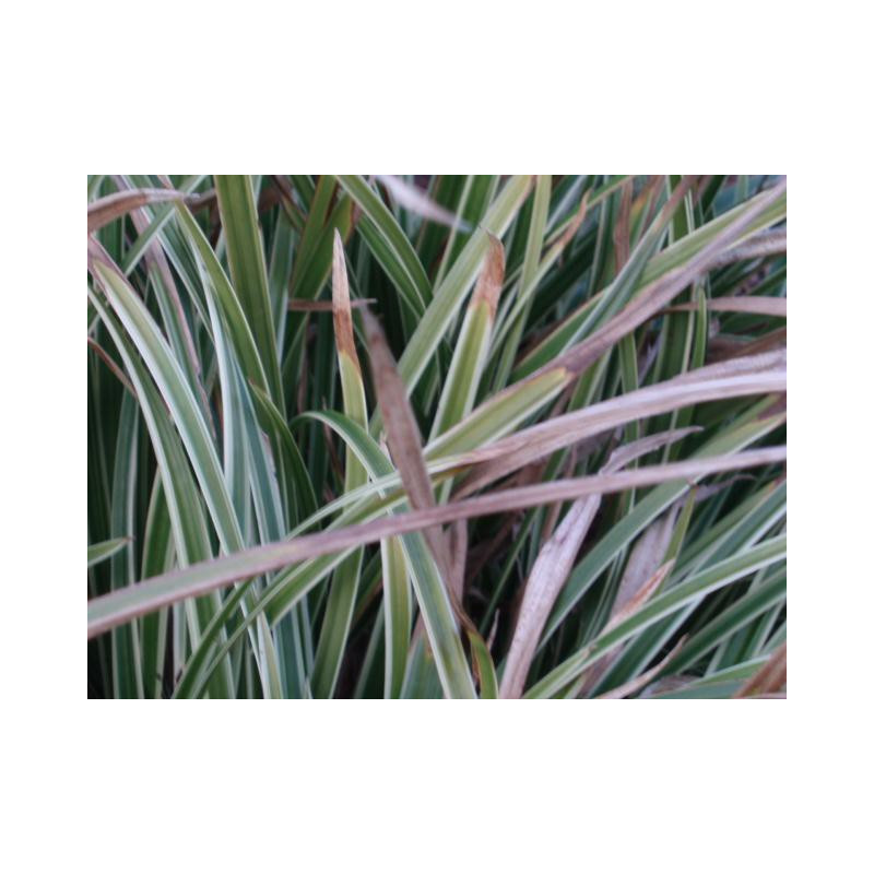 CAREX morrowii 'Ice Dance'