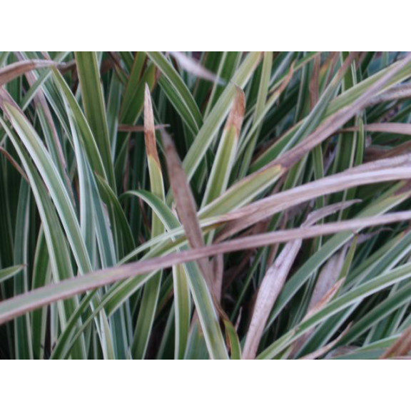 CAREX morrowii 'Ice Dance'