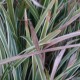 CAREX morrowii 'Ice Dance'