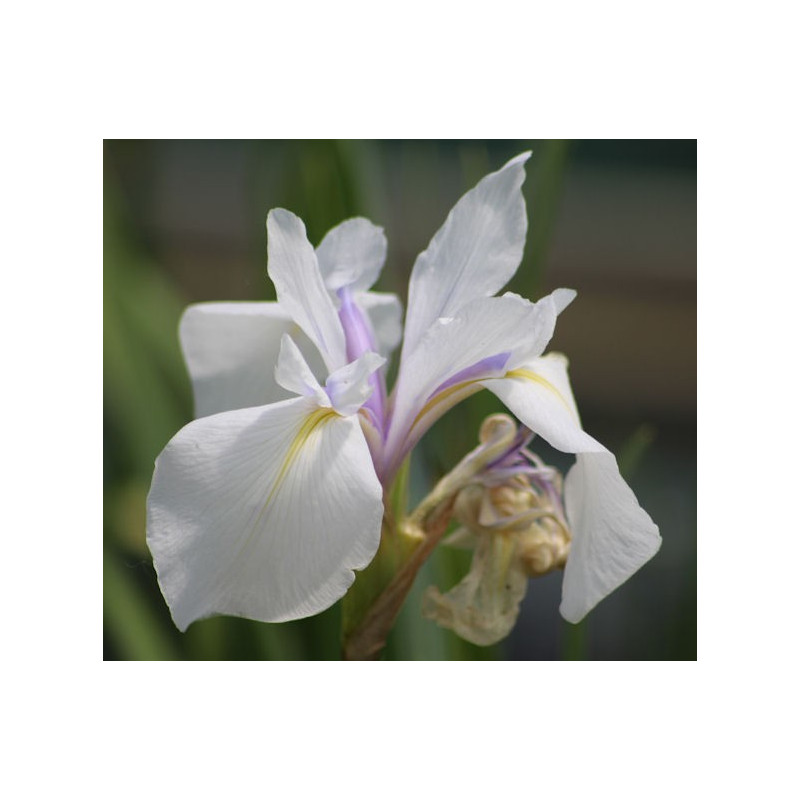 IRIS laevigata 'Snowdrift'