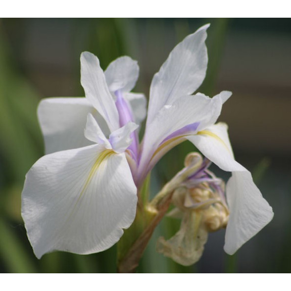 IRIS laevigata 'Snowdrift'