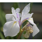 IRIS laevigata 'Snowdrift'