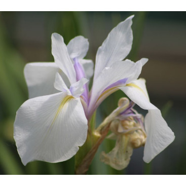 IRIS laevigata \'Snowdrift\'